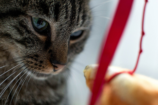 Crédit photo :: Martin Trillot